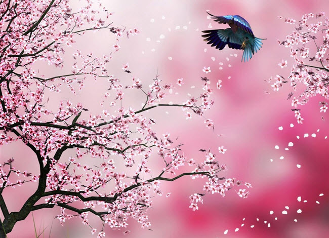 http://stc.bindo.vn//files/don-tet-voi-giay-dan-tuong-mua-xuan-1.jpg