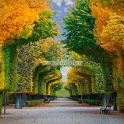 Khu vườn mùa thu Vienna nước Úc