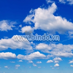 Bấu trời 8