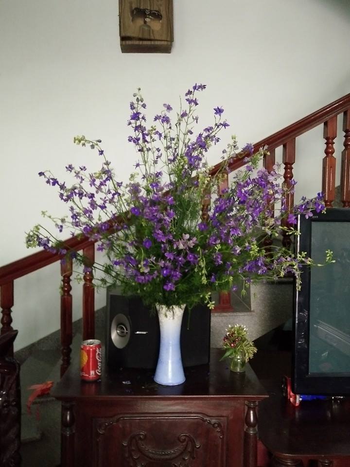 Mẹo cắm hoa violet tươi lâu đến 7 ngày  3