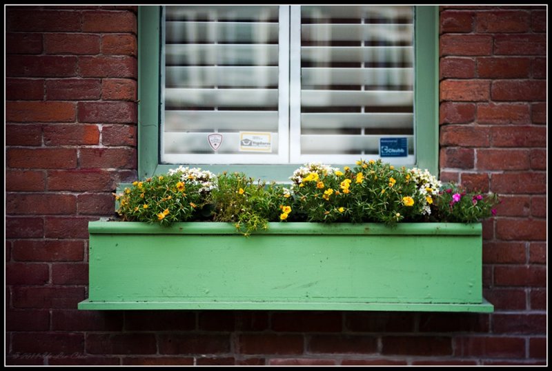 Trang trí cửa sổ với chậu cây xanh mát - đẹp cho không gian nhà 6