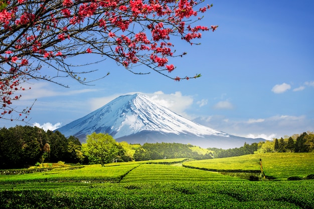 Hình ảnh Tranh dán tường phong cảnh Nhật Bản đẹp 33
