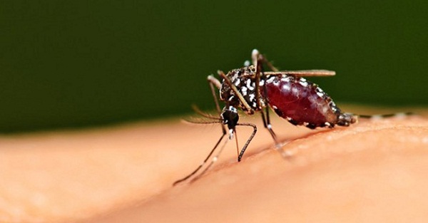 Mẹo đuổi muỗi phòng tránh virut Zika nguy hiểm cho cả nhà 1