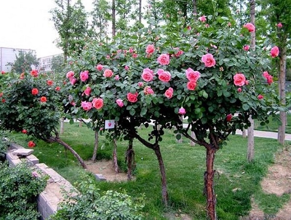 Bỏ 50.000.000đ mua cây hoa hồng Tree Rose chiều lòng vợ 4