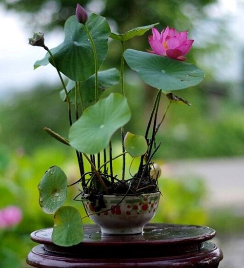 Sen mini có thể trồng trong chiếc bát