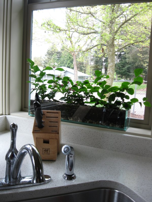 Trang trí cửa sổ với chậu cây xanh mát - đẹp cho không gian nhà 12