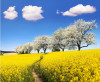 Tranh dán tường  flowering cherry trees - Brassica Napus - 