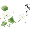 Decal hoa sen trắng và lá sen - 4