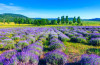 Tranh dán tường Rừng hoa lavender ở Hungary - 