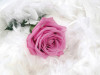 Tranh 3D hoa hồng và lông vũ trắng - 