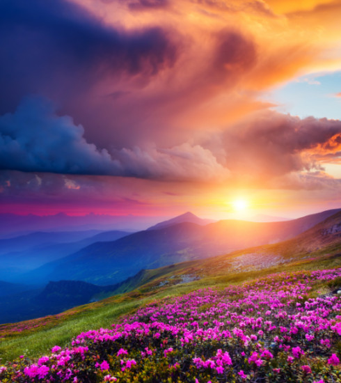 Tranh cảnh hoàng hôn cùng hoa đỗ quyên màu hồng kỳ diệu trên núi mùa hè - 