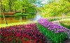 Tranh cảnh vườn hoa Tulip - 