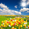 Tranh cánh đồng hoa Tulip - 