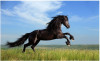 Tranh dán tường mã đáo thành công ngựa đen trên đồng cỏ - 1