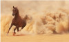Tranh dán tường mã đáo thành công chú ngựa vàng trong sa mạc - 1