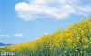 Tranh dán tường  phong cảnh  cánh đồng hoa vàng  - 1