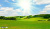 Tranh dán tường  phong cảnh cánh đồng xanh - 