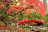 Tranh dán tường  phong cảnh cây cầu và hoa đỏ - 