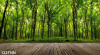 Tranh dán tường  phong cảnh con đường gỗ và rừng cây lá xanh - 