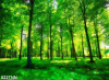 Tranh dán tường  phong cảnh  rừng cây xanh - 