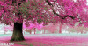 Tranh dán tường  phong cảnh rừng hồng - 
