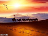 Tranh dán tường  phong cảnh sa mạc và đàn lạc đà - 