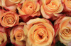 Tranh hoa hồng 4 - 