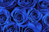 Tranh hoa hồng xanh dương - 1