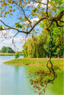 Tranh nhánh cây trên mặt hồ -