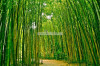 Tranh phong cảnh 1695 - 