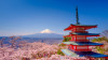 Tranh  phong cảnh núi non tuyệt đẹp Fuji và chùa Chureito đỏ với hoa anh đào sakura(Nhật Bản) - 