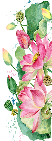 Tranh vẽ hoa sen 4 -