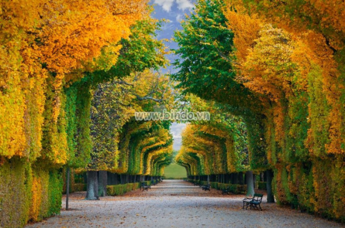 Tranh Khu vườn mùa thu Vienna nước Úc