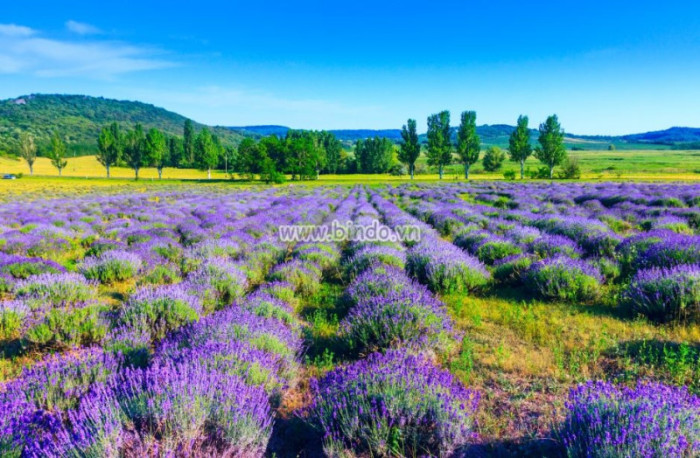 Tranh dán tường Rừng hoa lavender ở Hungary