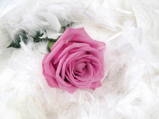 Chào mừng đến với 3D hoa hồng tuyệt đẹp! Hãy để chiếc hộp ảo thần kì đưa bạn đến thế giới của những bông hoa đầy màu sắc và nổi bật. Bạn sẽ bị mê hoặc bởi cách mà 3D tạo ra một loài hoa trong máy tính nhưng vẫn giứ nguyên được đầy đủ tính thẩm mĩ của nó. Hãy xem và cảm nhận những điều kỳ diệu mà 3D mang lại cho sự trải nghiệm của bạn.
