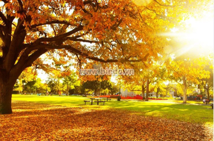 Tranh cảnh cây mùa thu với chùm ánh nắng mặt trời  