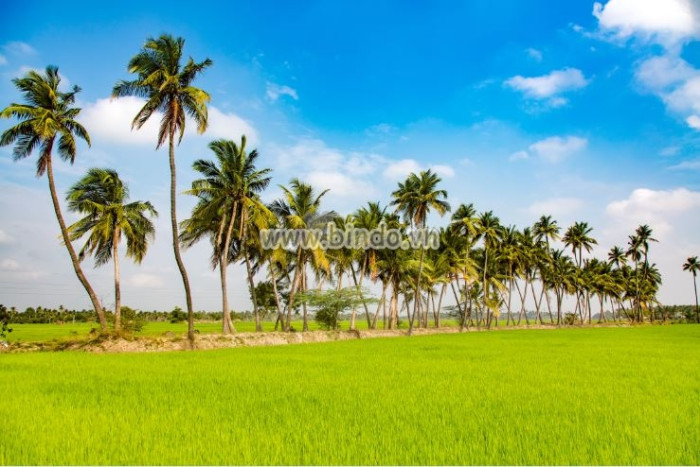Tranh cánh đồng lúa ở Ấn Độ