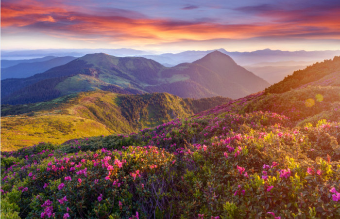 Tranh cảnh Mặt trời mọc đầy màu sắc tuyệt vời ở vùng núi với những đám mây màu và hoa đỗ quyên màu hồng 