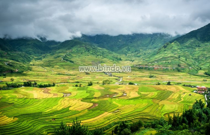 Tranh cảnh ruộng bậc thang ở Mù Cang Chải, tỉnh Yên Bái tại Việt Nam.