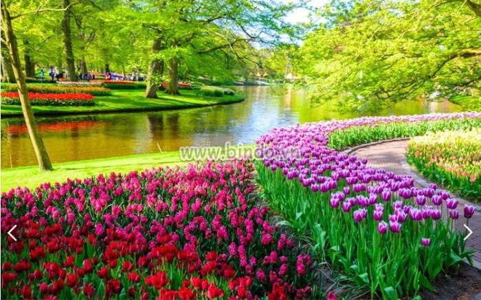 Làm mới tinh thần vào mùa xuân với những cánh hoa tulip đầy màu sắc và hình dạng độc đáo. Hãy cùng khám phá vườn hoa tulip này để tận hưởng sự tuyệt đẹp của nghệ thuật tự nhiên.