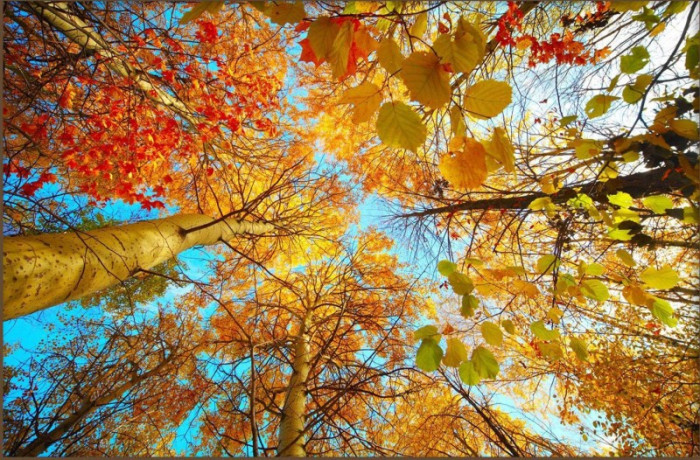 Tranh dán trần  xuyên sáng bóng cây mùa thu