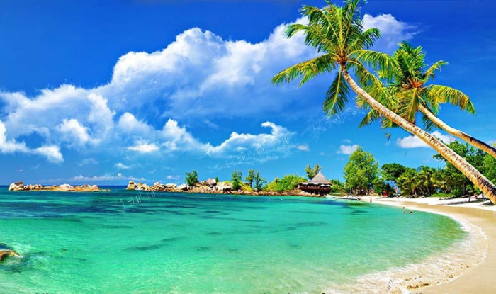 Tranh dán tường cảnh biển dừa xanh nghiêng minh trên bờ biển
