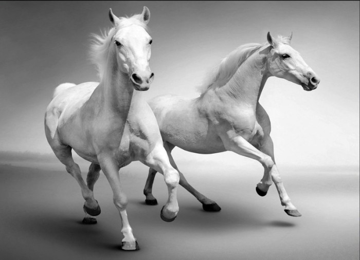 Tranh dán tường mã đáo thành công 2 chú ngựa trắng
