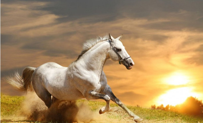 Tranh dán tường mã đáo thành công chú ngựa trắng đang phi