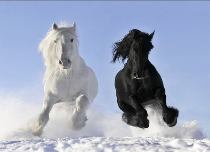 Tranh dán tường mã đáo thành công đôi ngựa trắng đen