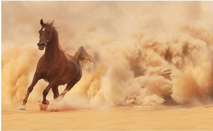 Tranh dán tường mã đáo thành công chú ngựa vàng trong sa mạc