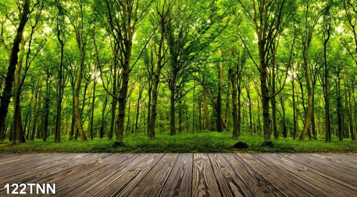 Tranh dán tường  phong cảnh con đường gỗ và rừng cây lá xanh