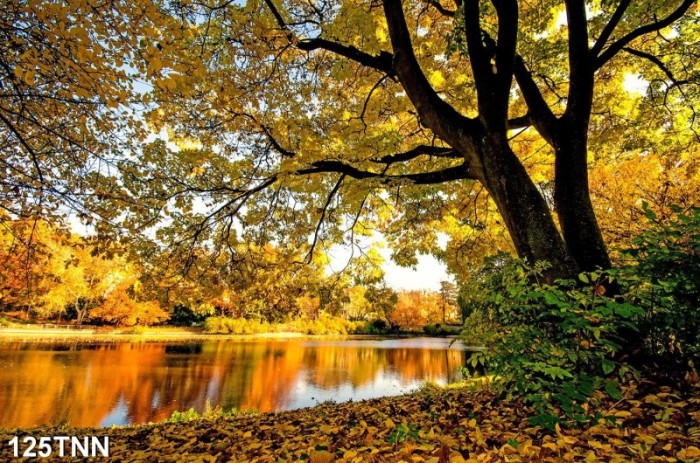 Tranh phong cảnh hồ nước mua thu