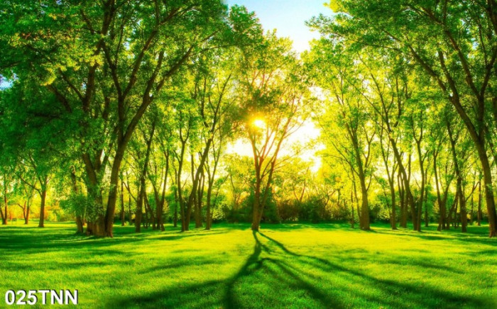 Tranh phong cảnh rừng cây và bình minh
