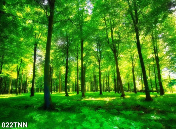 Chi tiết 101 hình ảnh rừng cây xanh mới nhất thtantai2eduvn
